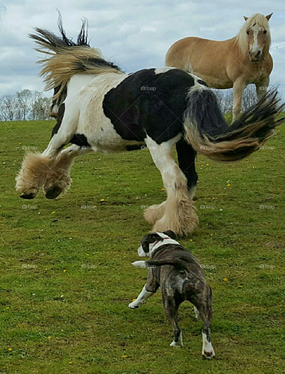 Prancing Pony Playing with Dog