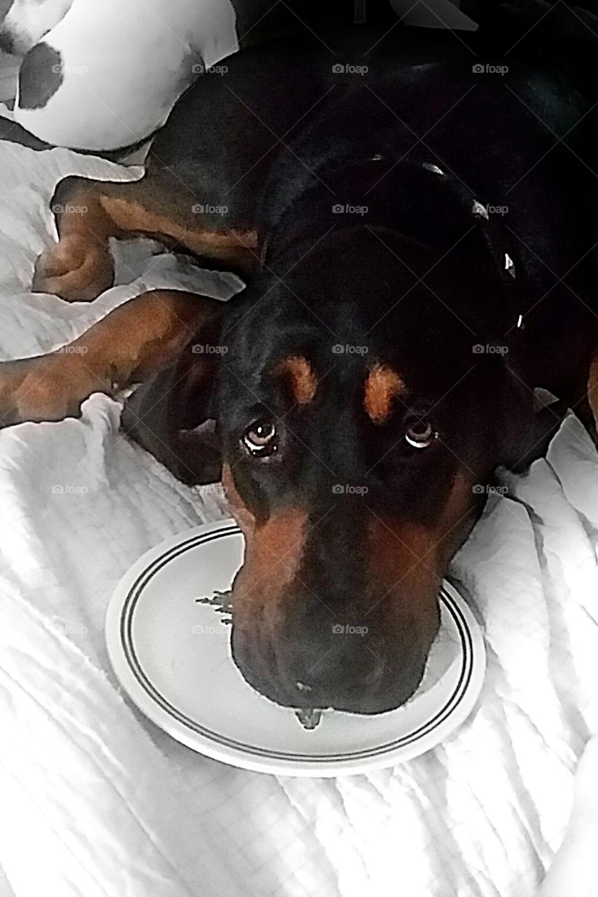 master beggar. after treat was gone, he placed his head on the plate looking pitiful!!