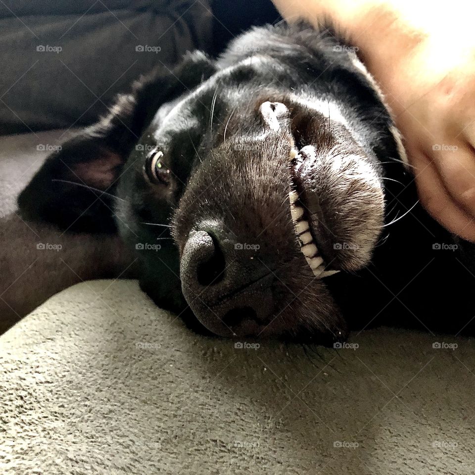 When my dog is dumb🤷🏻‍♀️