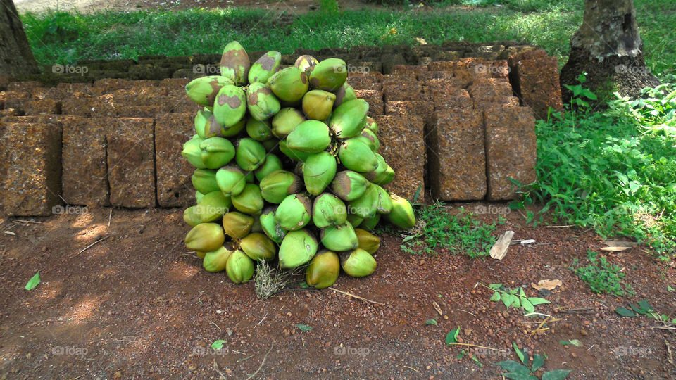 indian coconut