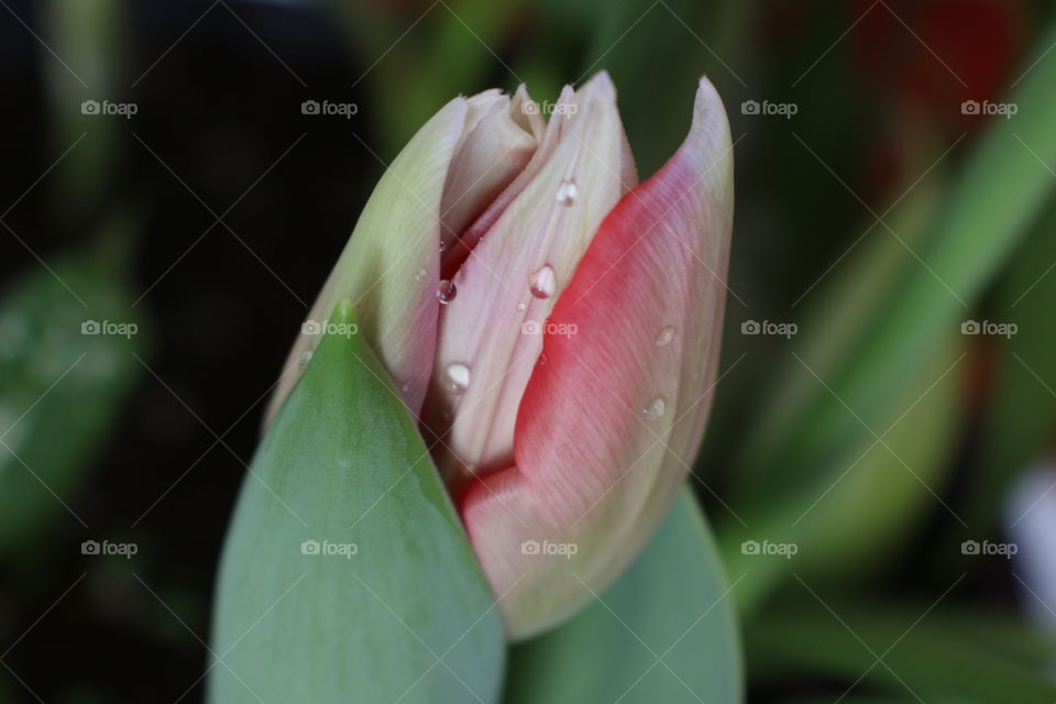 Tulip