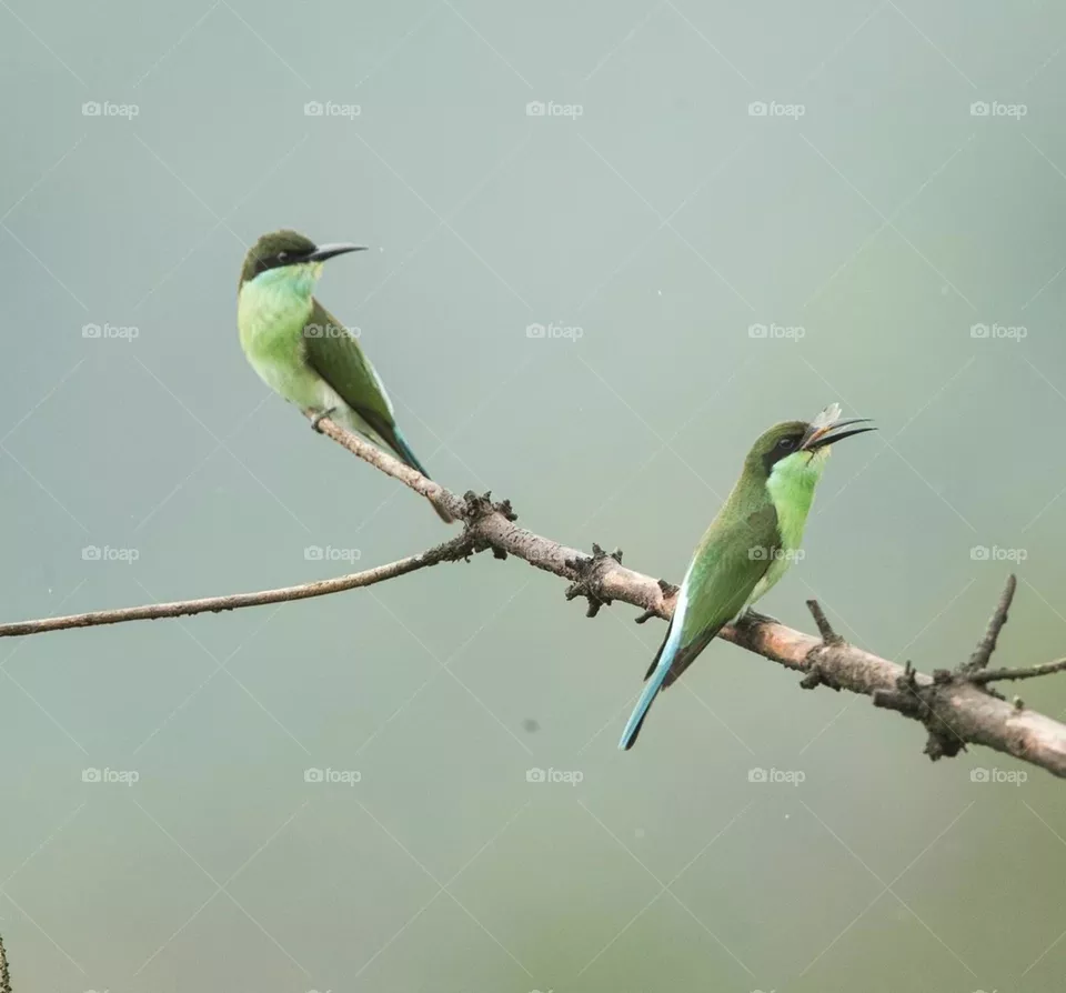 Two Birds