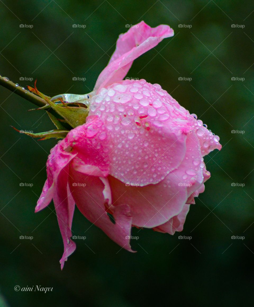 Beautiful rose in rain 