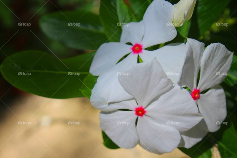 White cluster of flowers