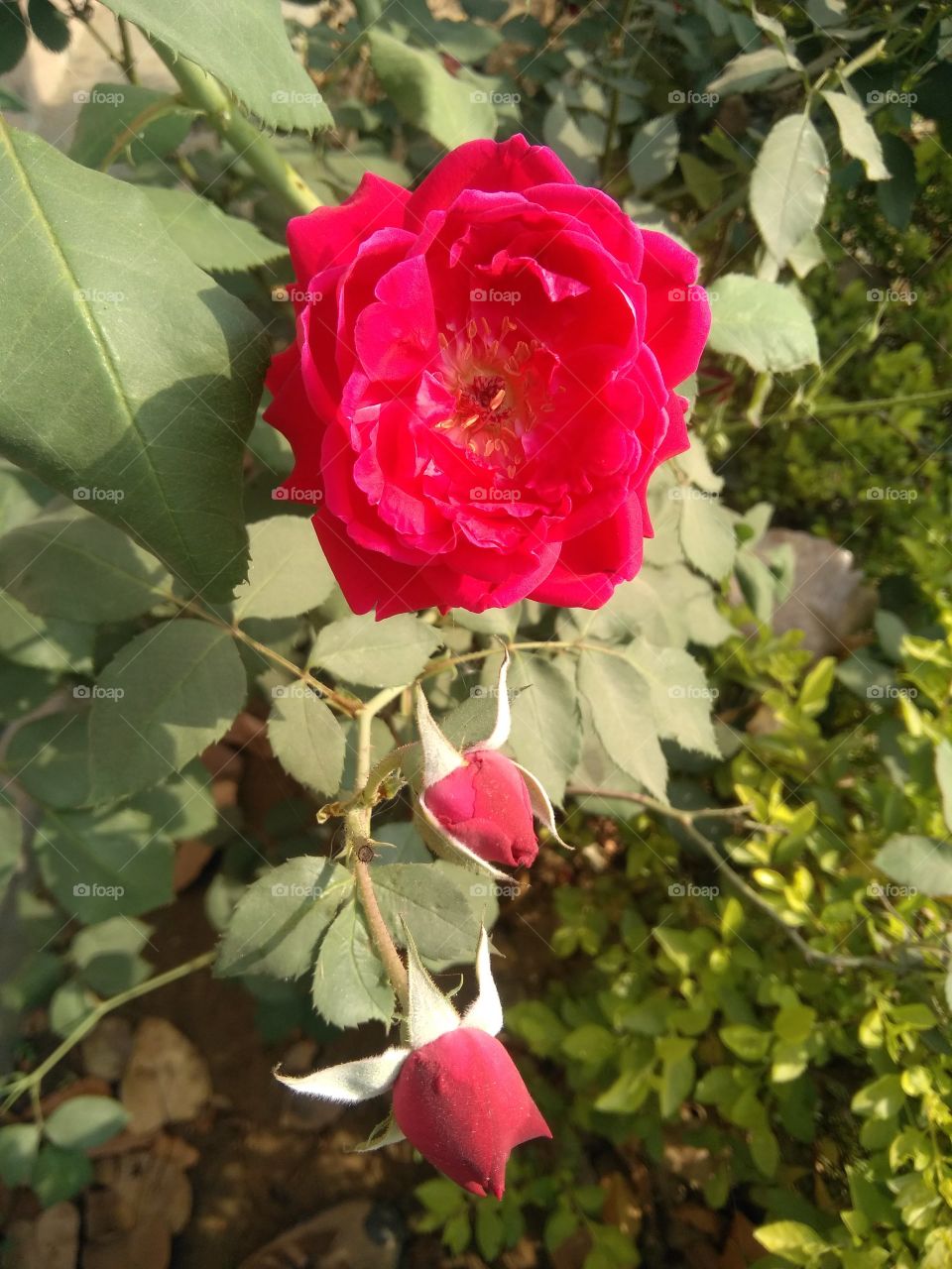 Red Rose & bud
