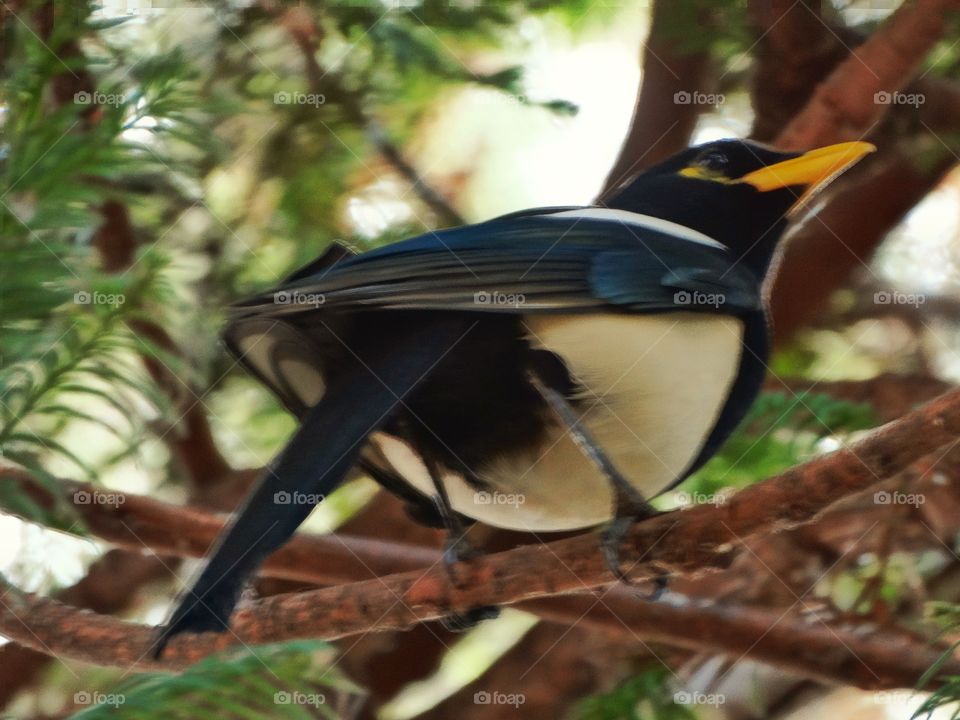 California Magpie
