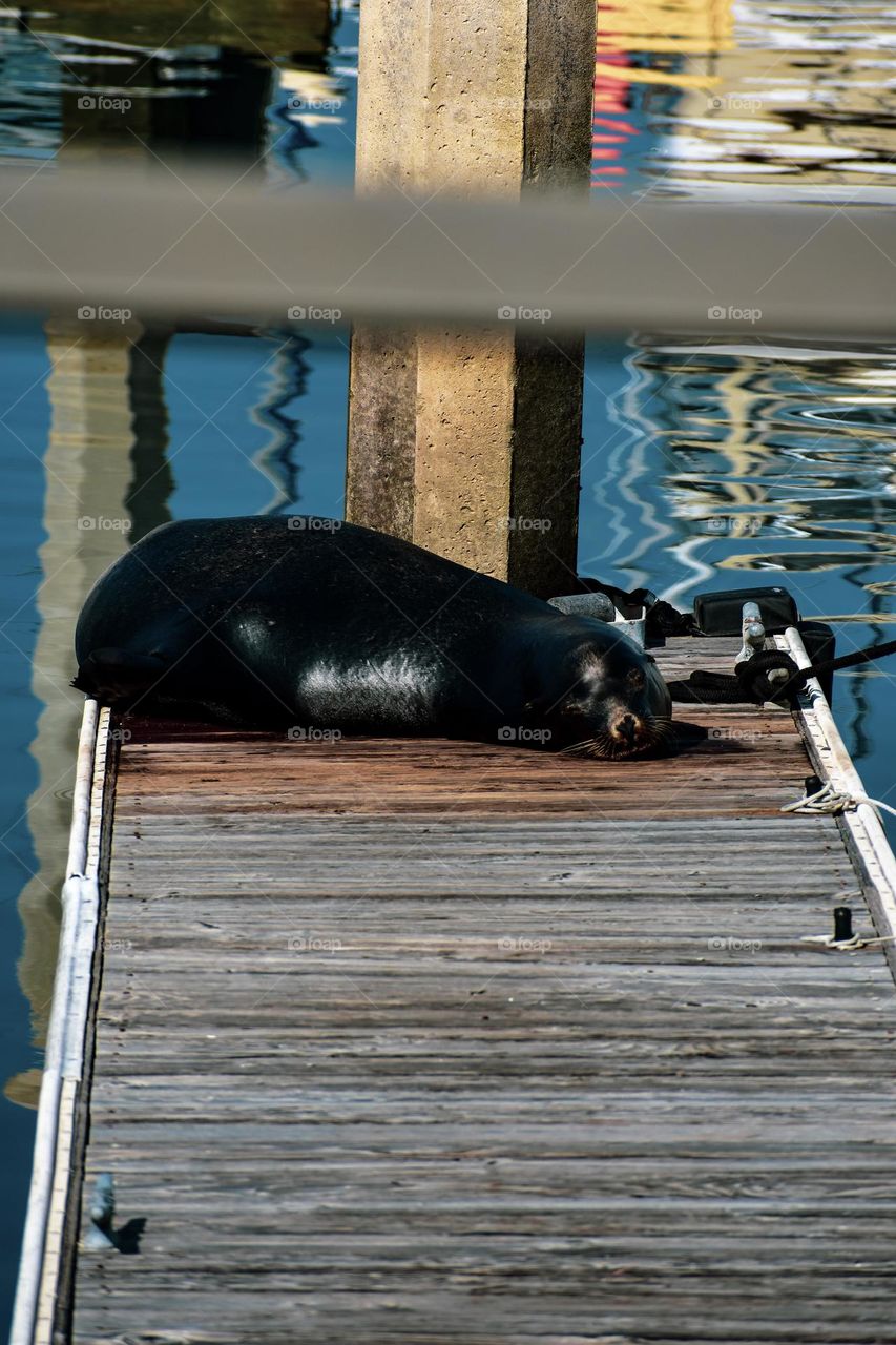 A wild seal in the heart of california
