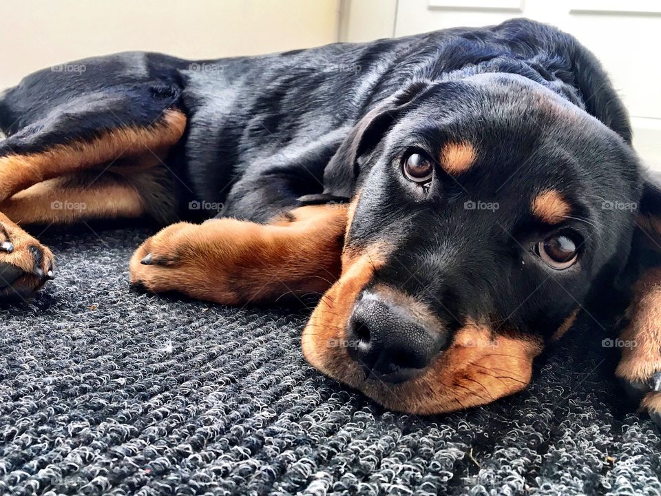 Tired Rottweiler puppy