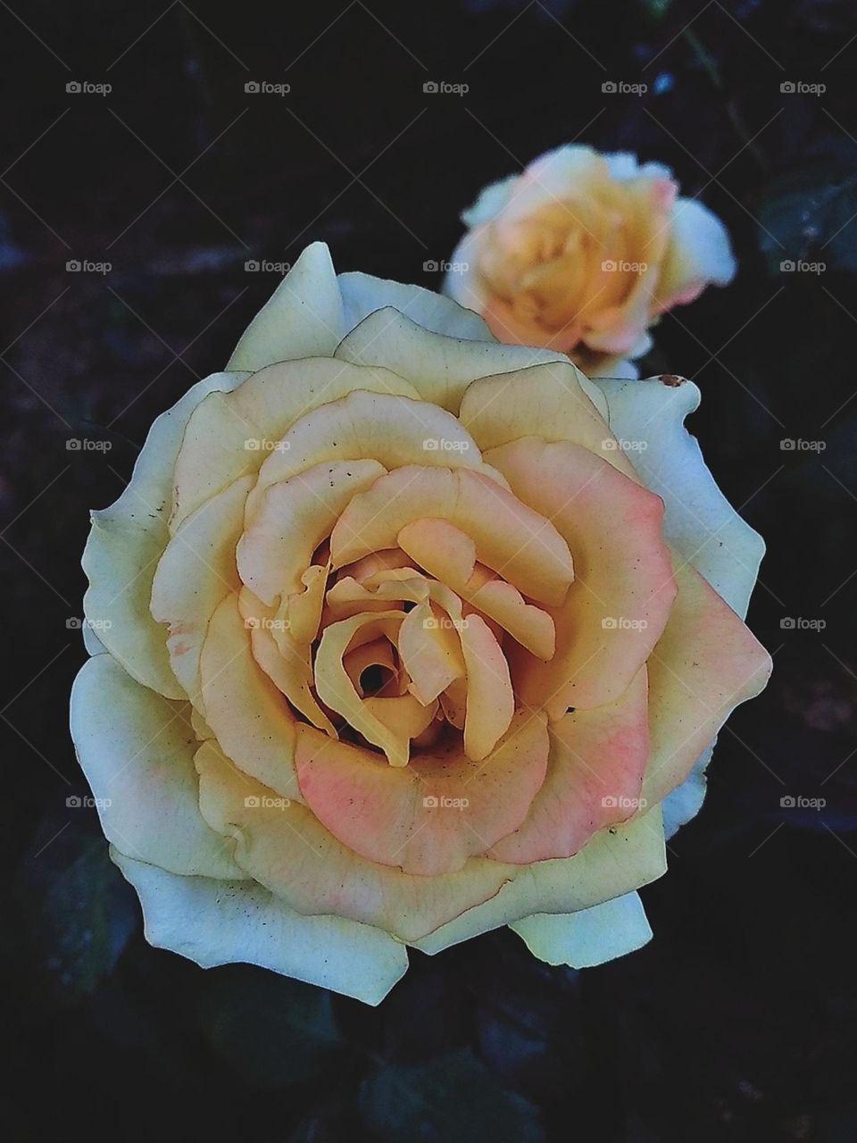 White and yellow combination color rose flower