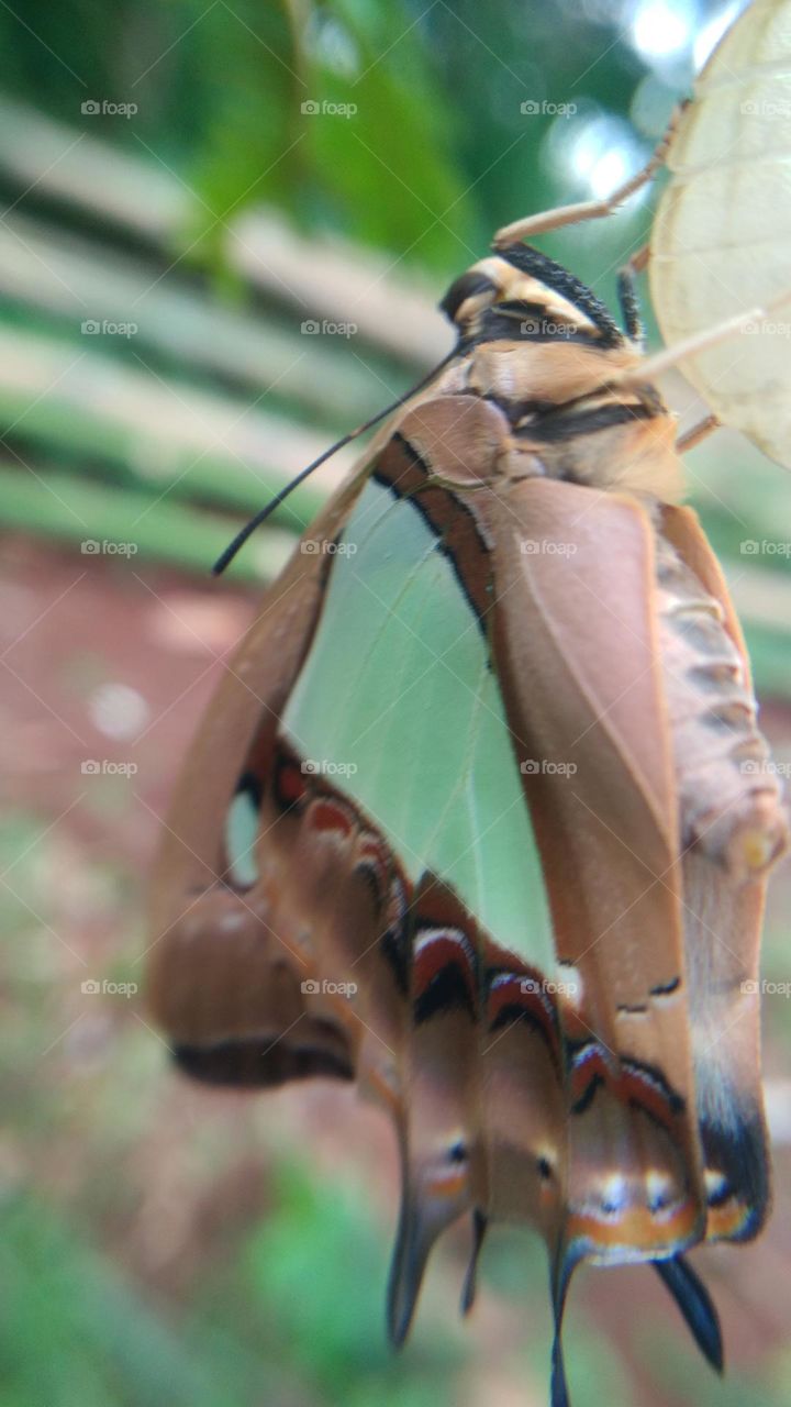 The butterfly that is still perched on the cocoon