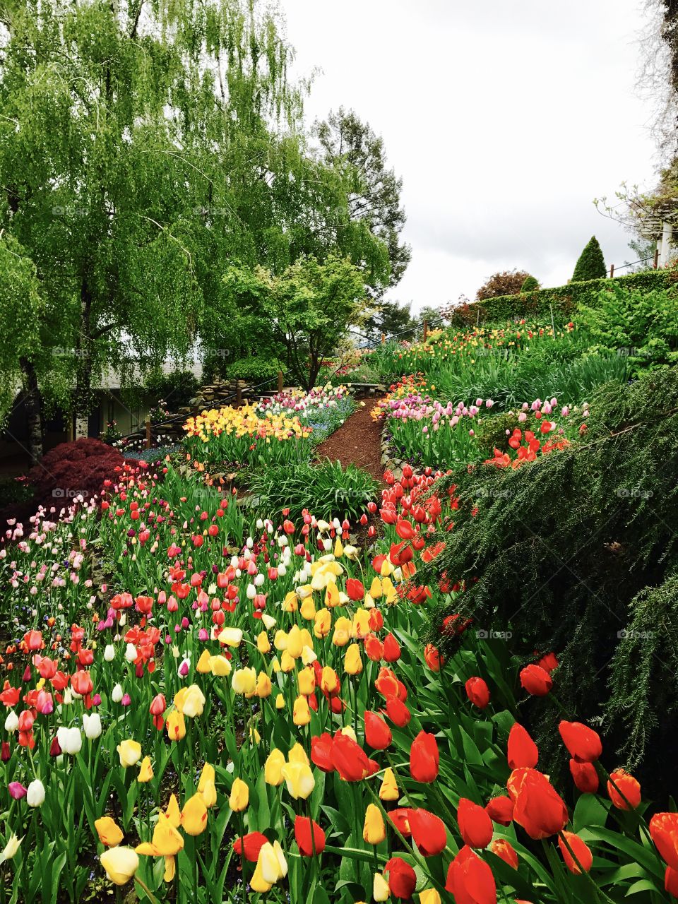 Tulip garden