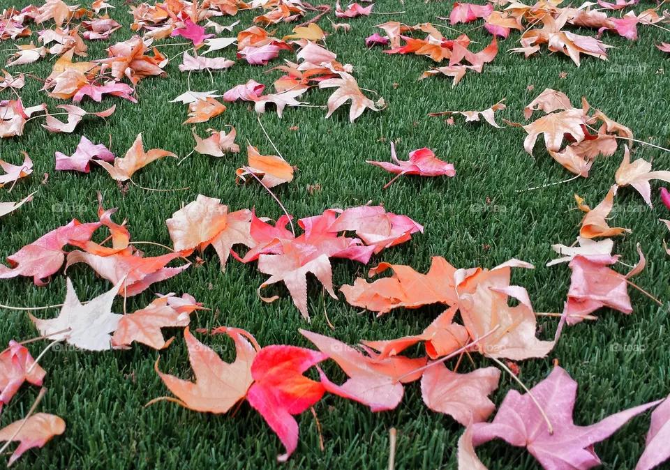 leaves