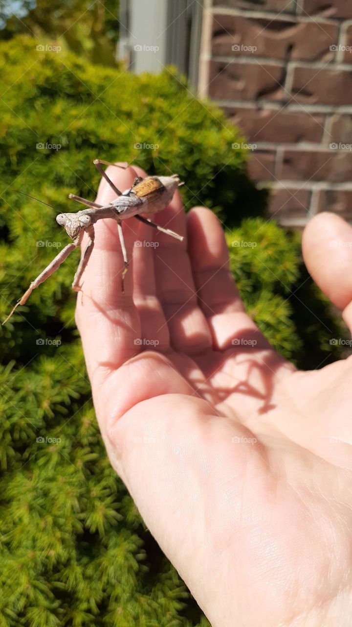 Friendly Praying Mantis