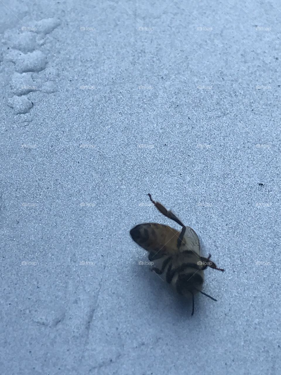 Flipped over Bee