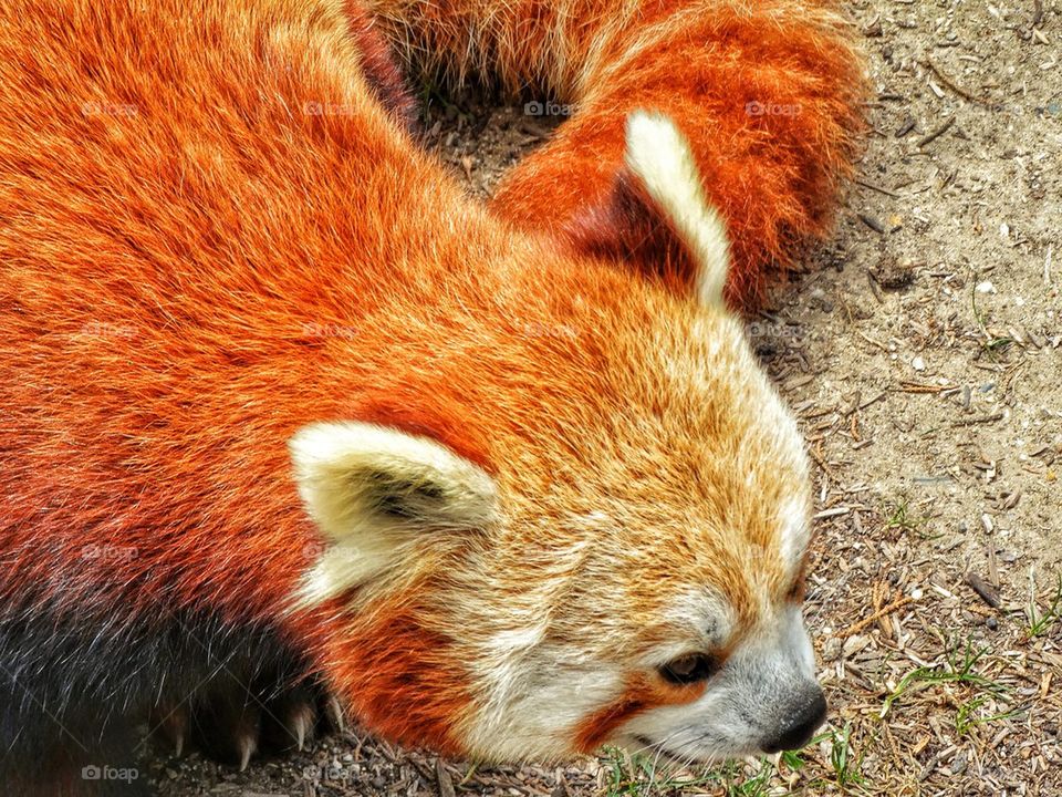 Red Panda