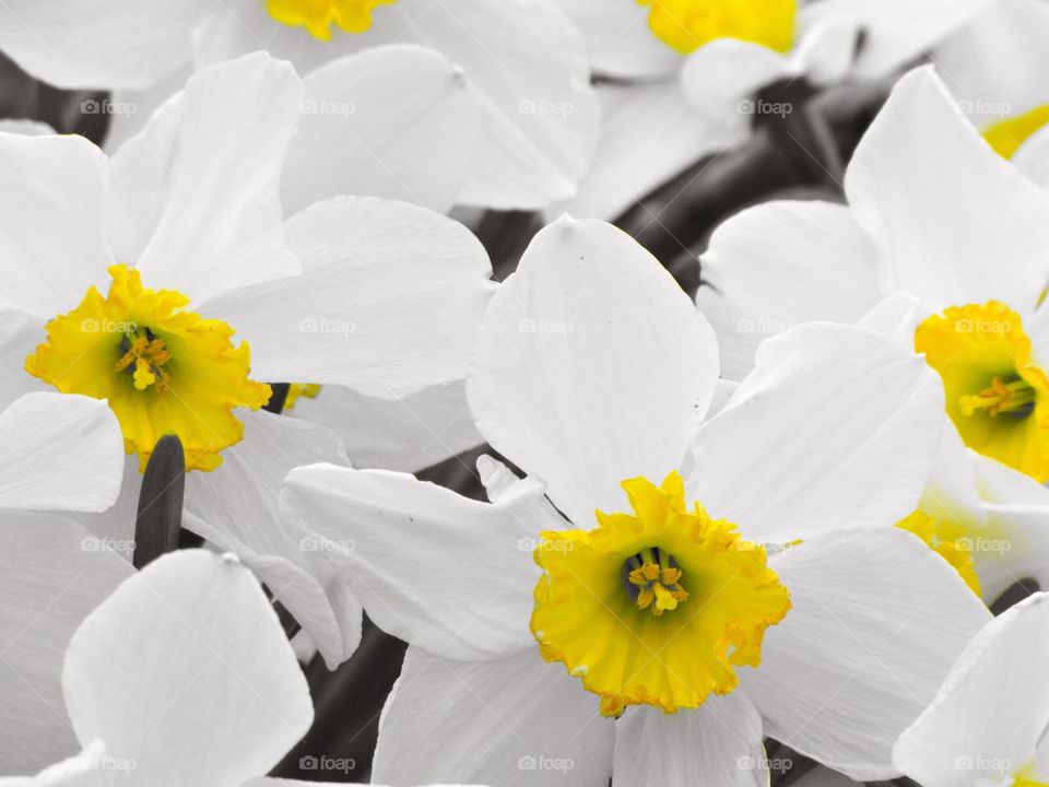 Daffodils 