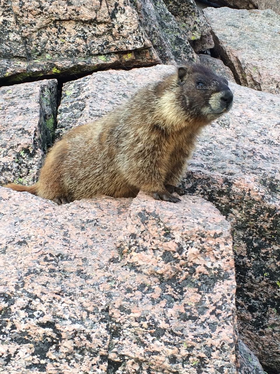 Marmot