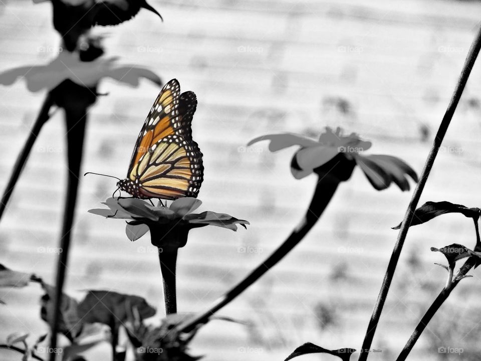 Butterfly in color