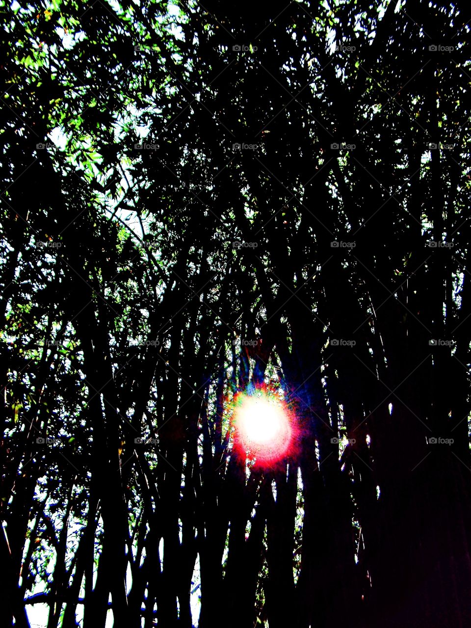 The sun and the bamboo trees.