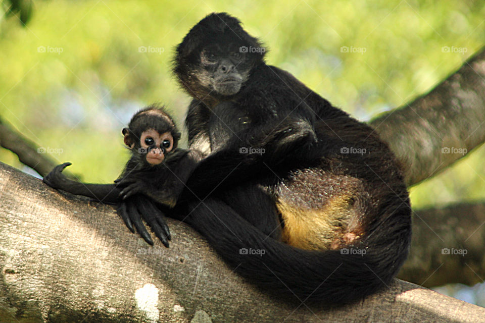 Close-up of two monkeys
