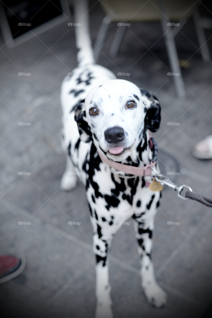 Dog portrait