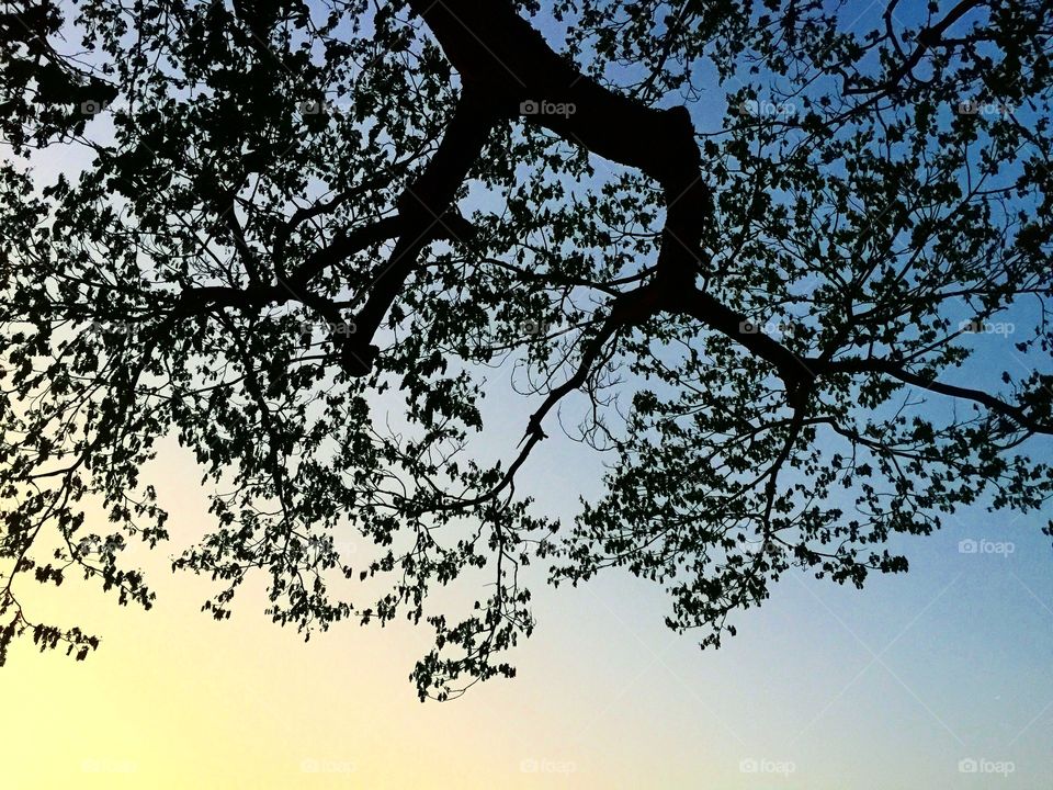 Yellow and blue sky on sunset from under the big tree