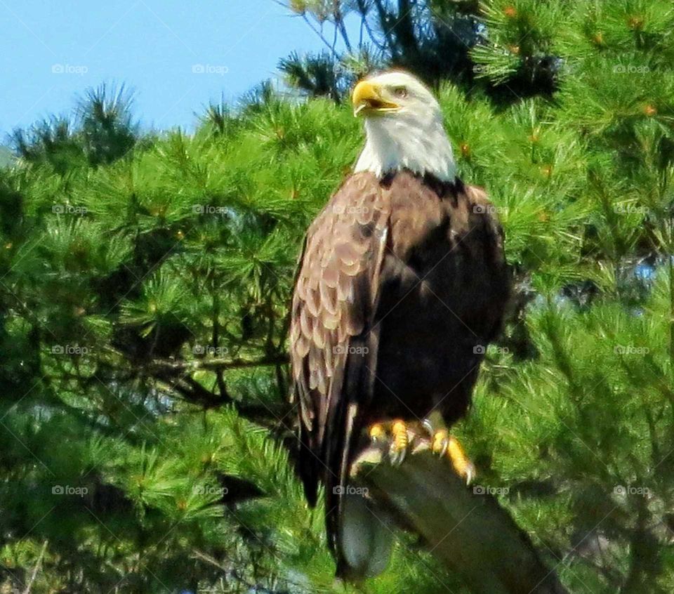 Elusive Bald Eagle from my kayak