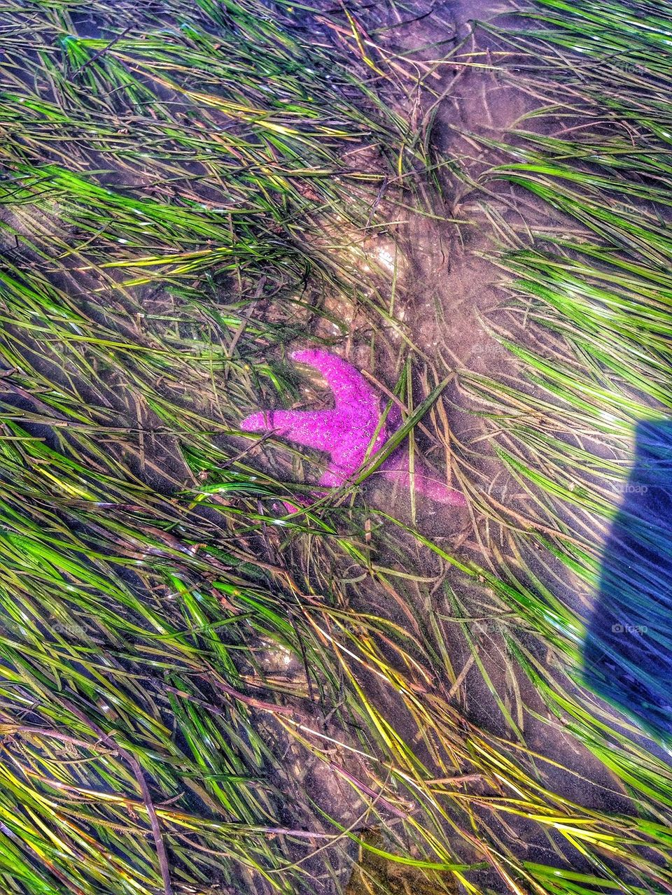 Starfish in the grass