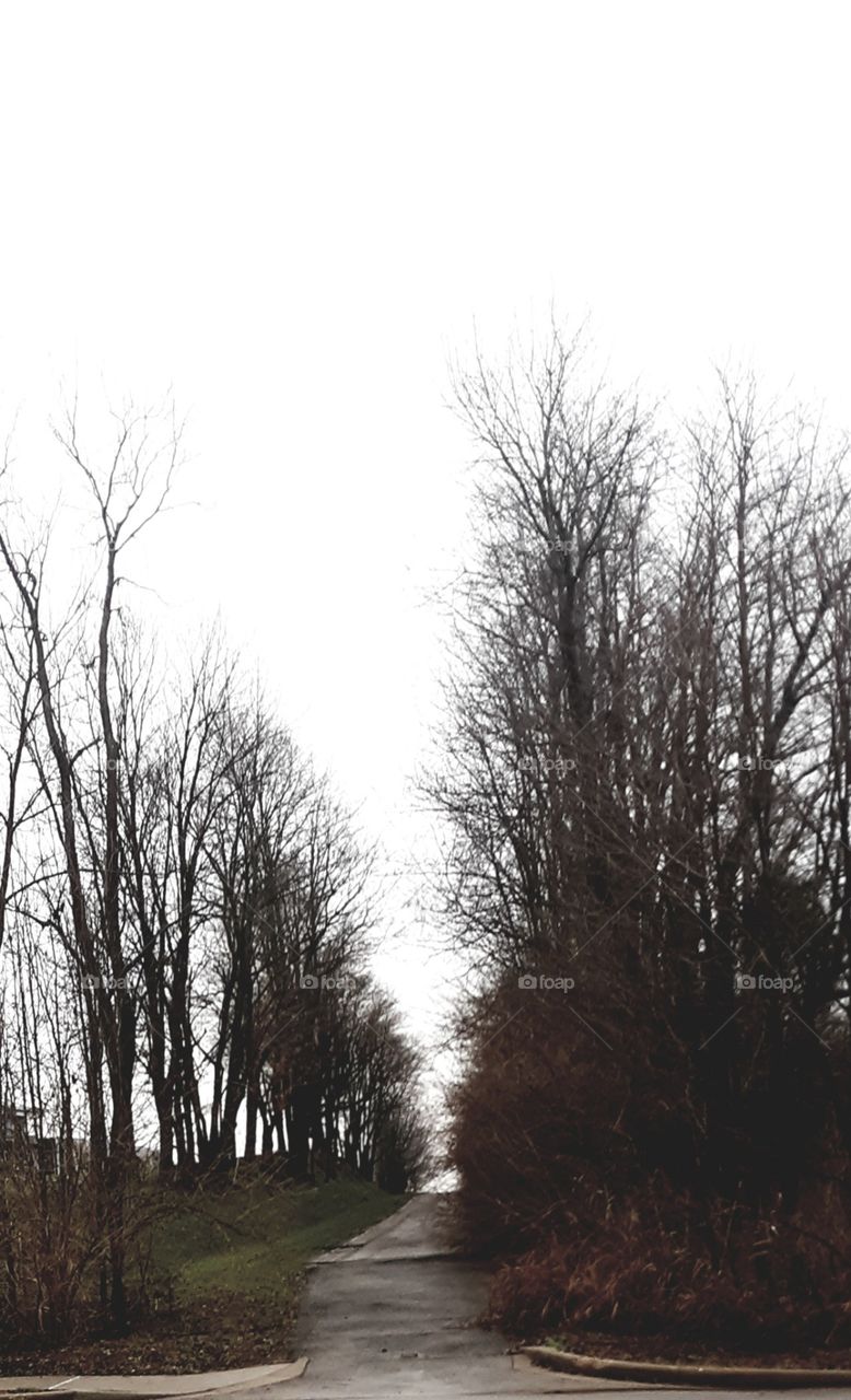Tree, Landscape, Fog, Winter, No Person