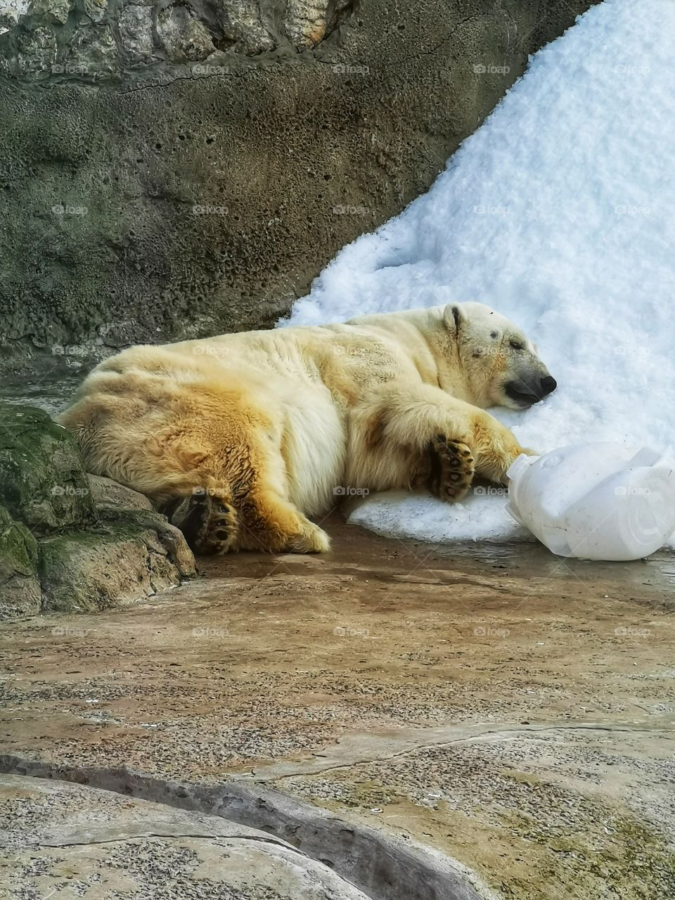 Polar bear