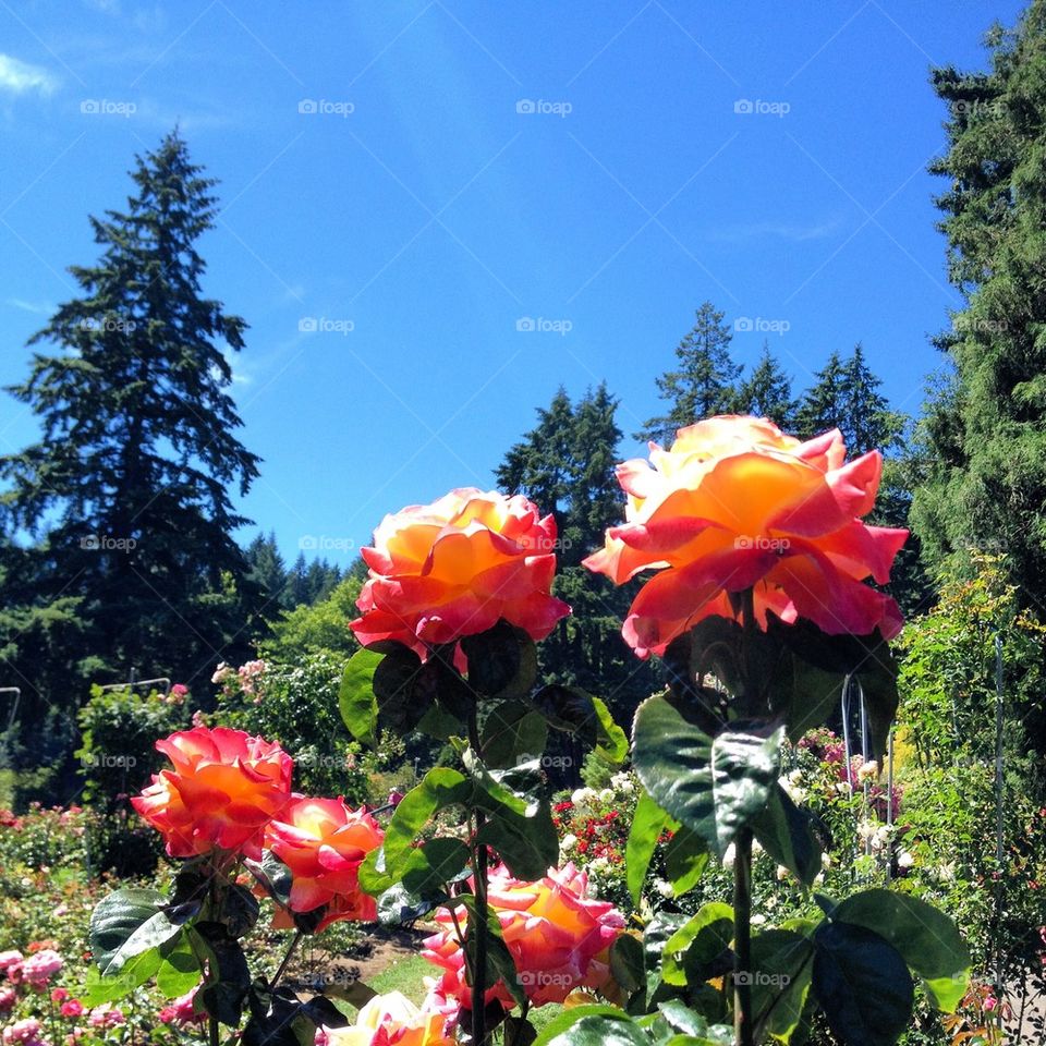 Portland Roses