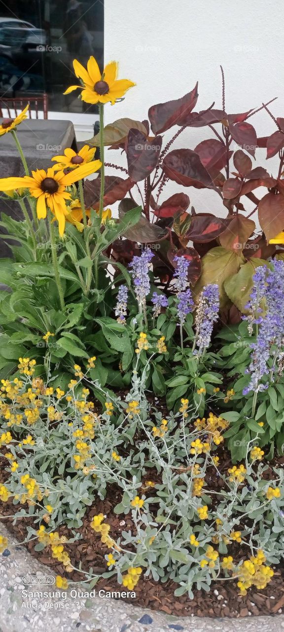 Assortment of flowers in a field