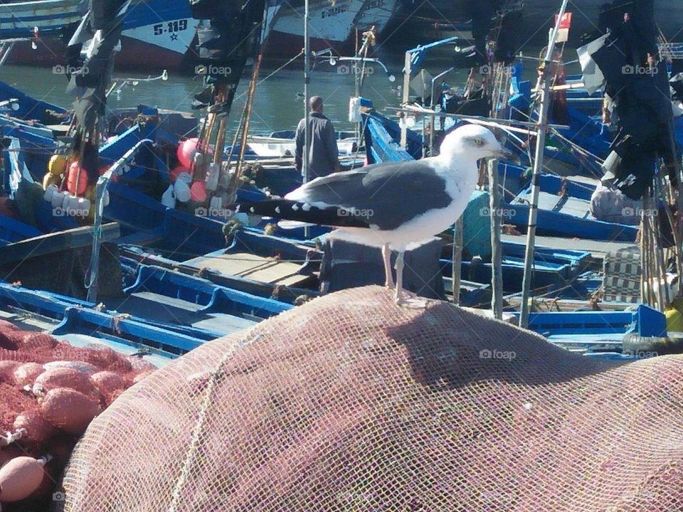 One seagull on nits.