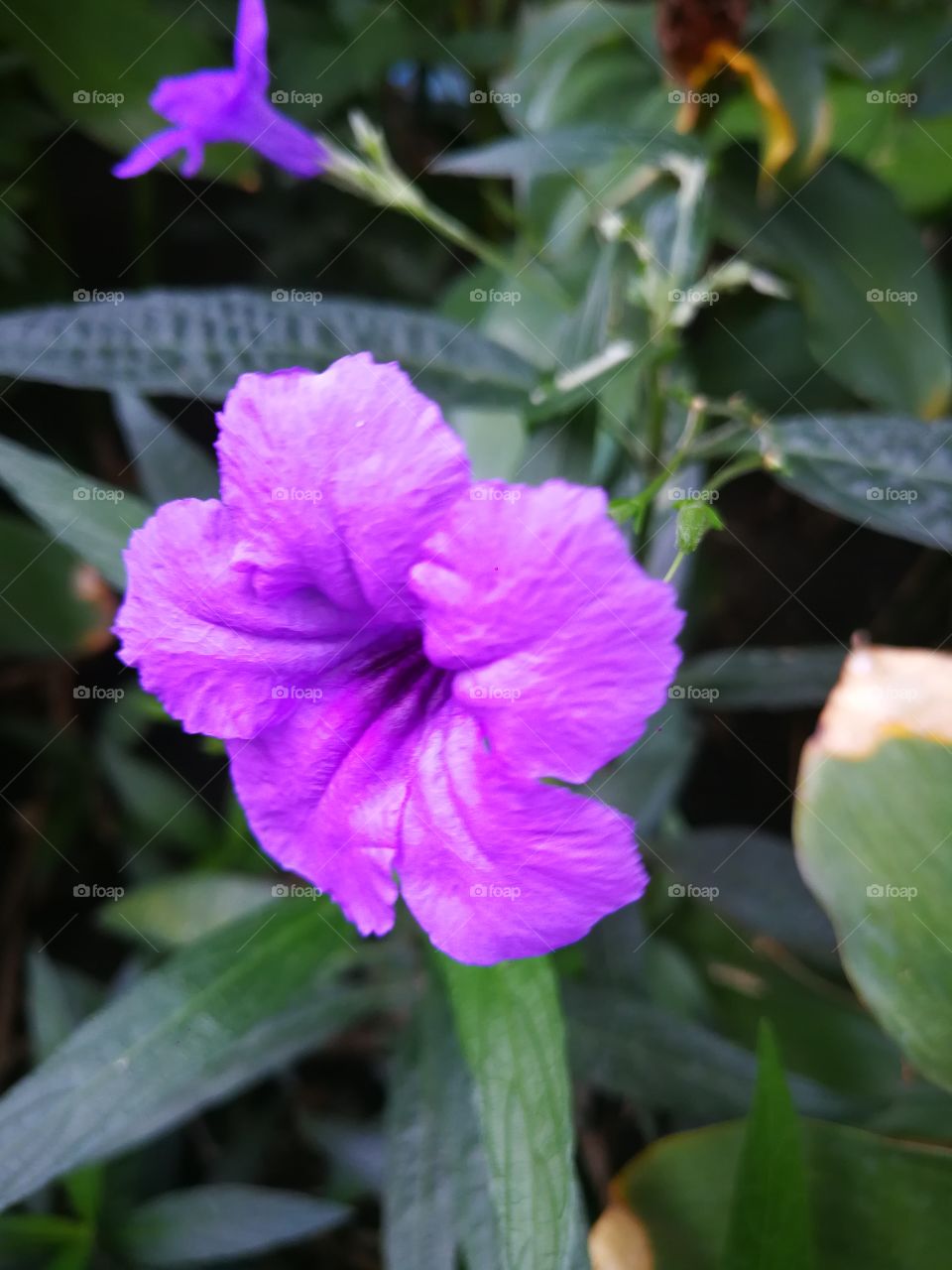 Purple flowers with green leaves in summer