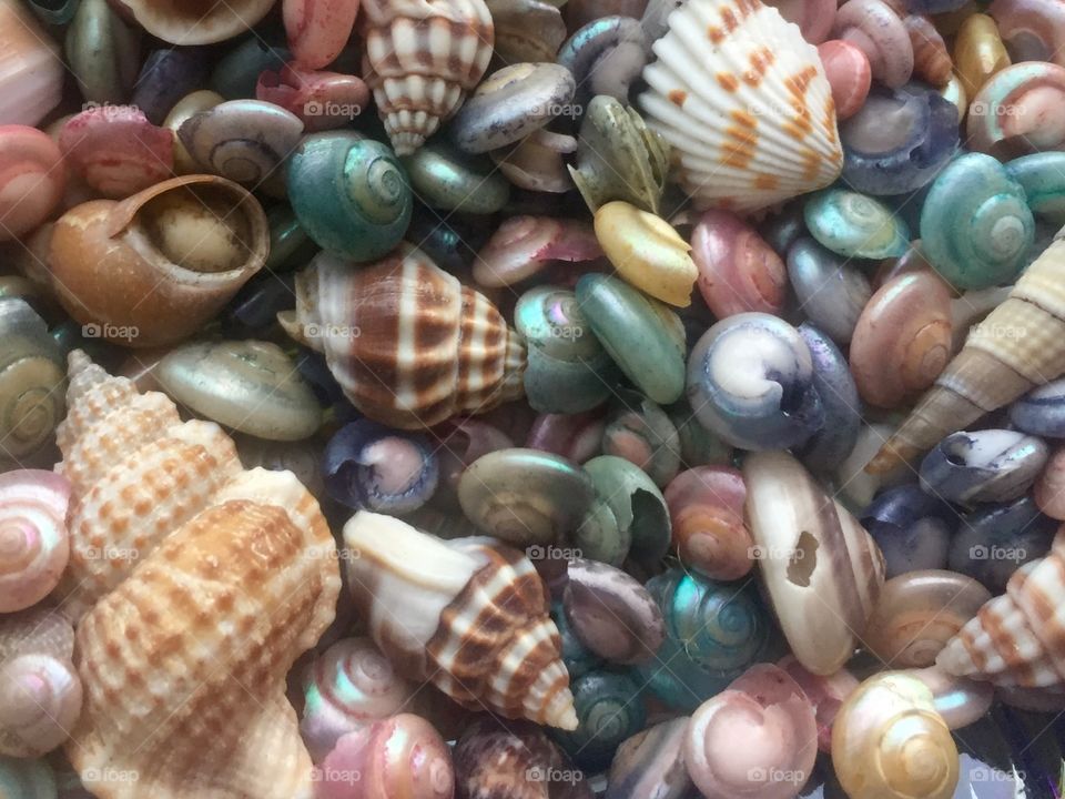 seashell