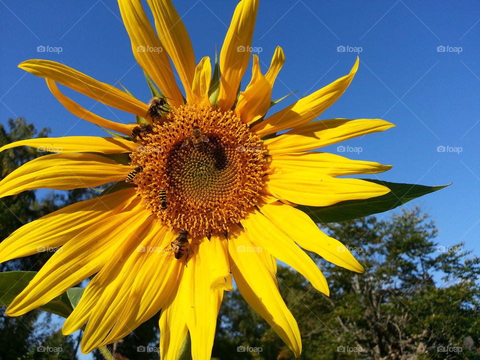 Bees pollinating on sunflower