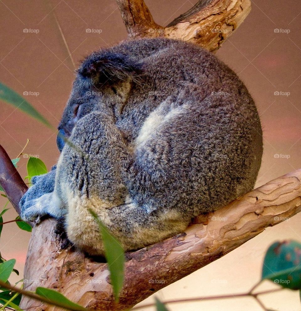 Sleeping Koala