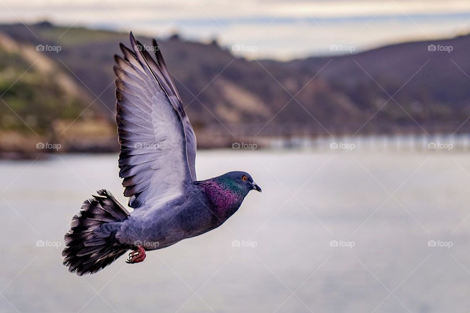 Beautiful and cute bird