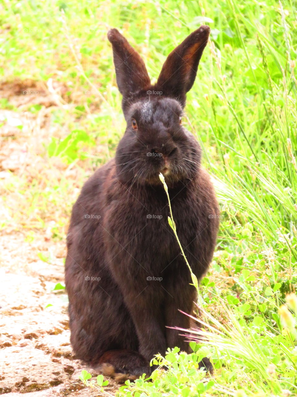 cute rabbit