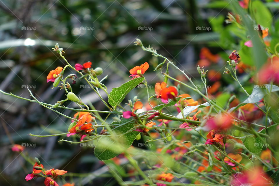 Western Australia wildflower called heart-leaf flame pea. Patel’s colours are orange and pink and shape is unique.