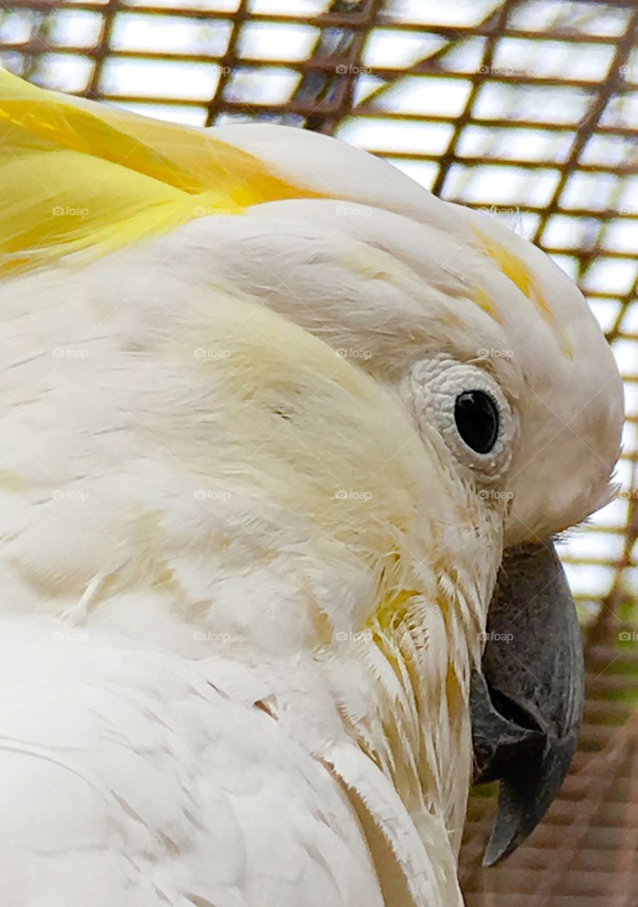 Cockatoo parrot, white, head shot closeup profile