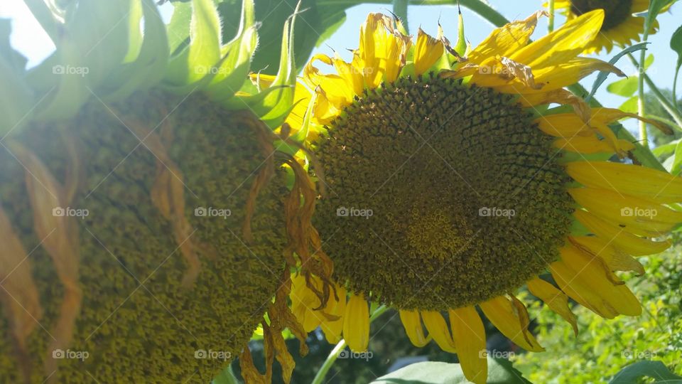 As the season comes to an end a nature stage is turning over, the deadhead of a sunflower to produce it's crops. The magical sunflower seed