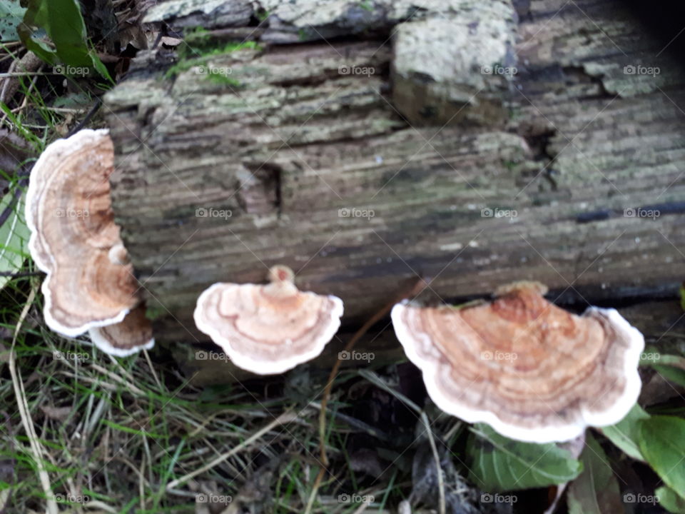 Bracket Fungus