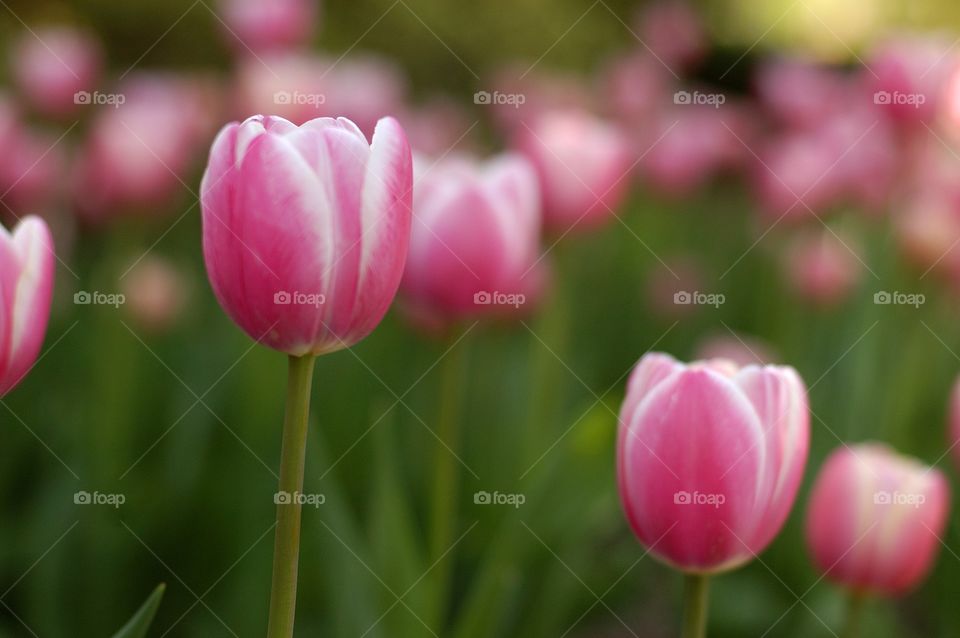 close up pink tulips