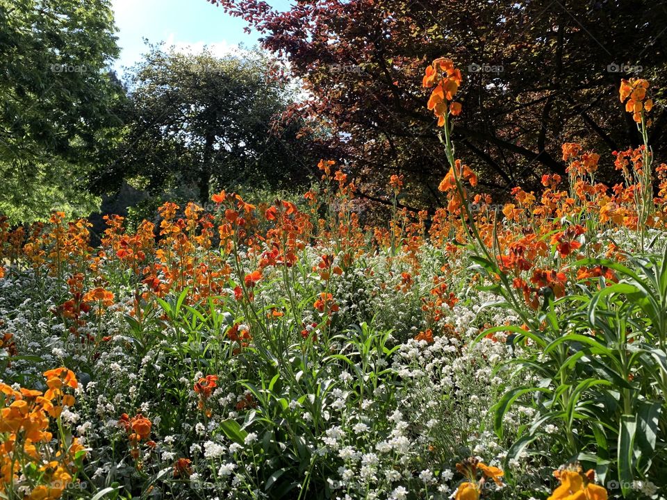 Flowers on Lille