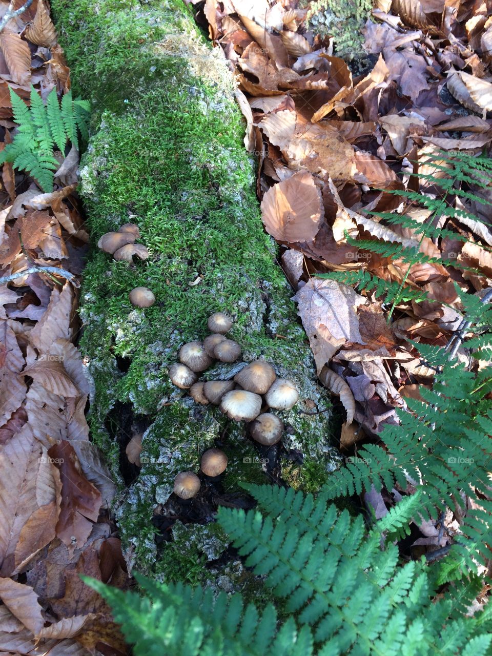 Mushrooms on a dead log on the forest floor