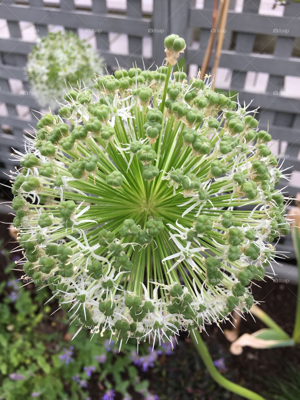 White allium