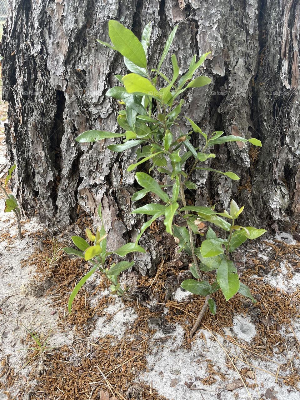 Lone green plant growing up beside a pine Tree Trunk in the sandy earth