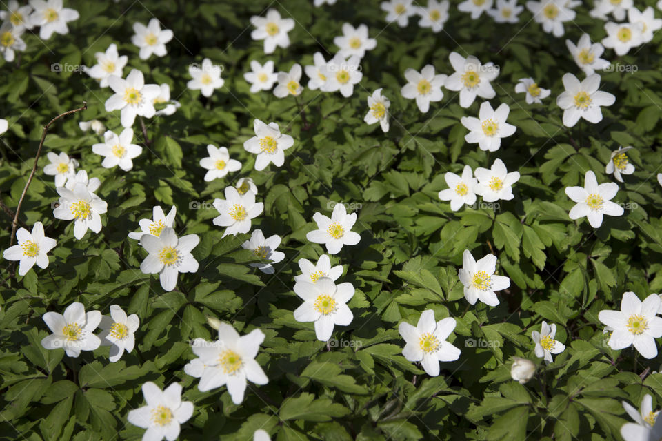 White flowers in plant