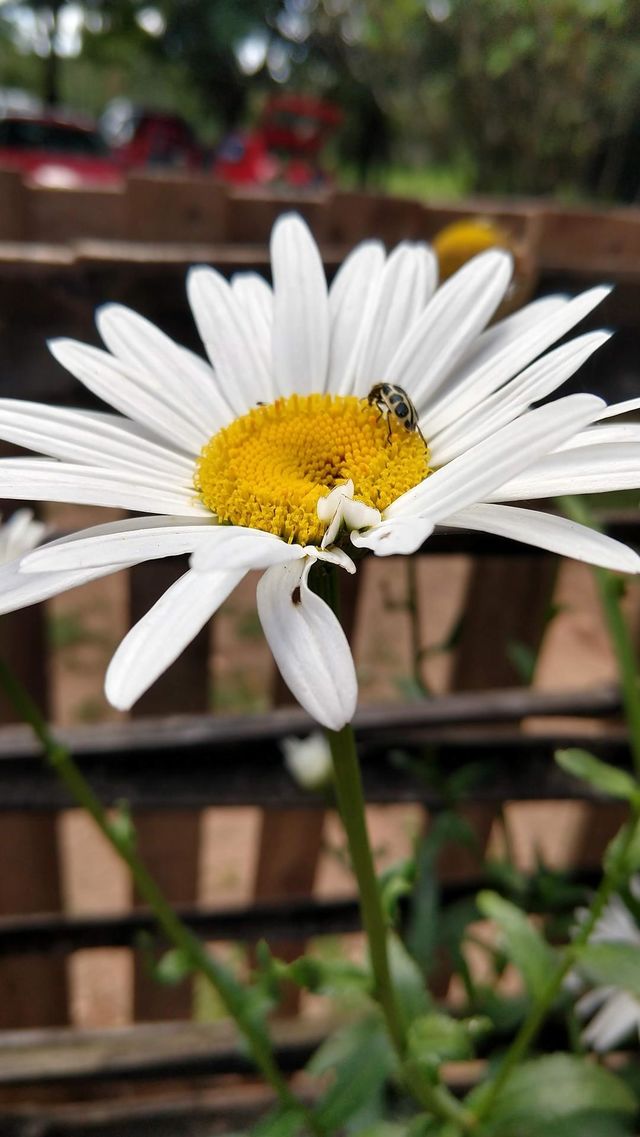 margarida